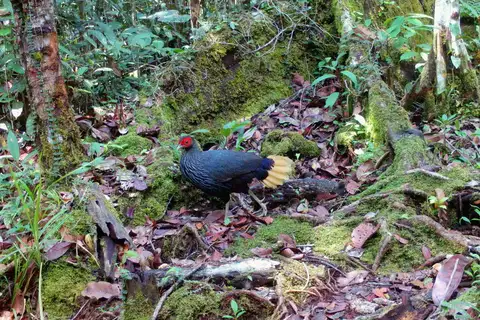 Bornean Crestless Fireback