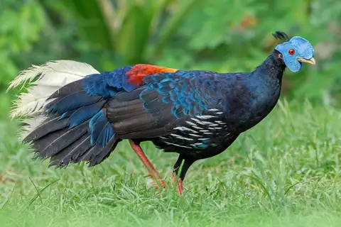 Malayan Crested Fireback