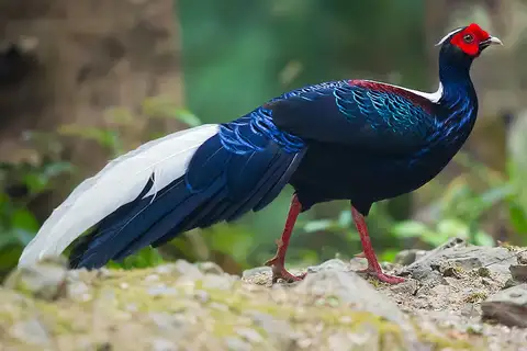 Swinhoe's Pheasant