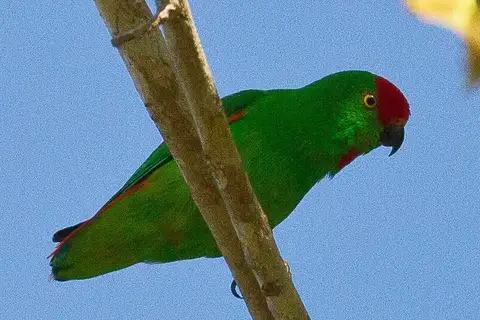 Moluccan Hanging Parrot