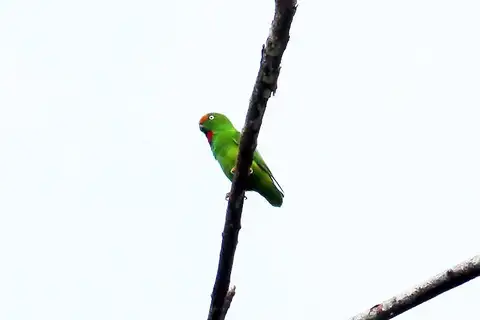 Orange-fronted Hanging Parrot