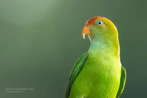 Sri Lanka Hanging Parrot