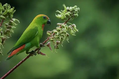 Black-billed Hanging Parrot