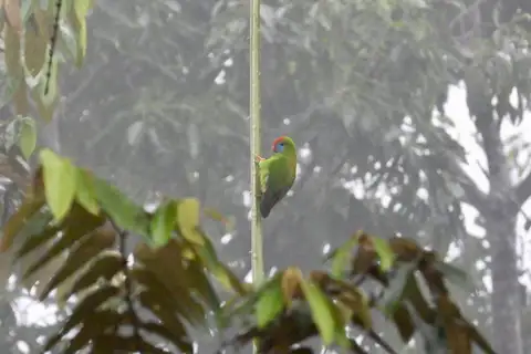 Camiguin Hanging Parrot