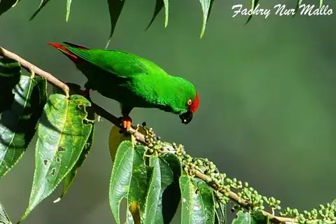 Sangihe Hanging Parrot