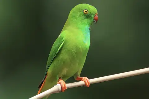 Pygmy Hanging Parrot