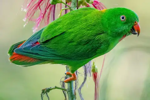 Wallace's Hanging Parrot