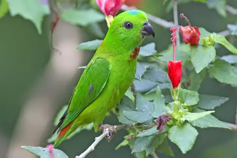 Blue-crowned Hanging Parrot