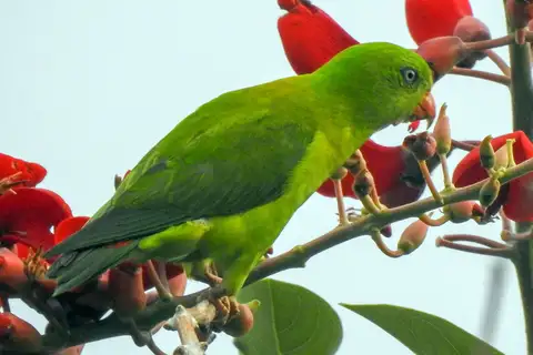 Yellow-throated Hanging Parrot