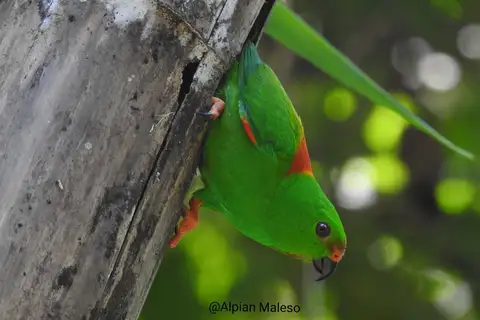Sula Hanging Parrot