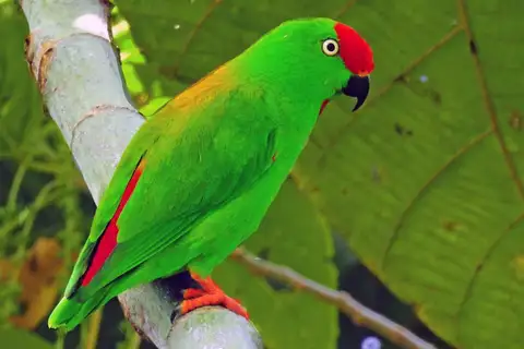 Great Hanging Parrot