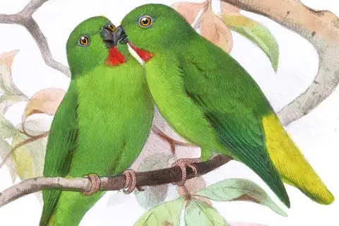 Bismarck Hanging Parrot