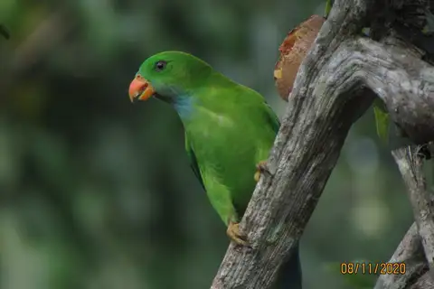 Vernal Hanging Parrot