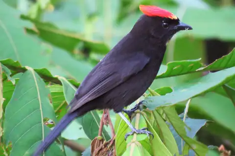 Flame-crested Tanager