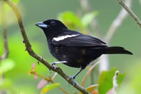 White-shouldered Tanager