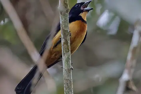 Yellow-crested Tanager