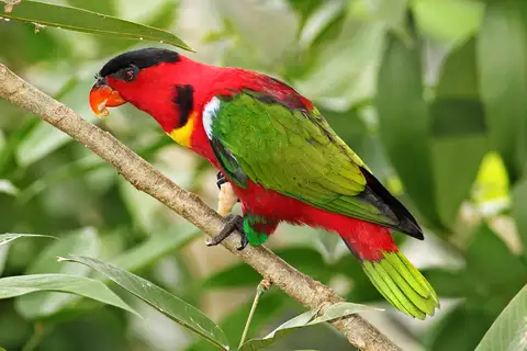 Yellow-bibbed Lory