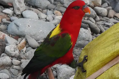 Chattering Lory