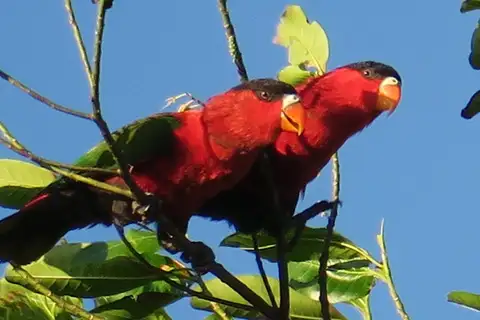 Purple-bellied Lory
