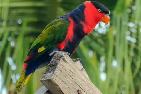 Black-capped Lory