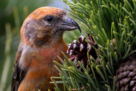 Red Crossbill