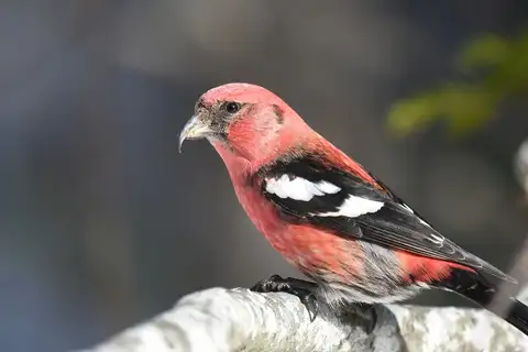 Two-barred Crossbill
