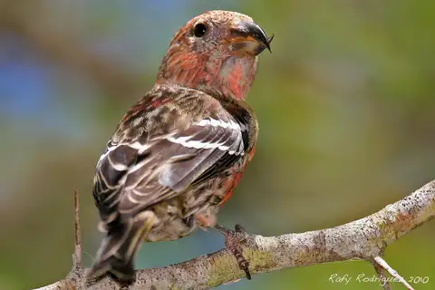 Hispaniolan Crossbill