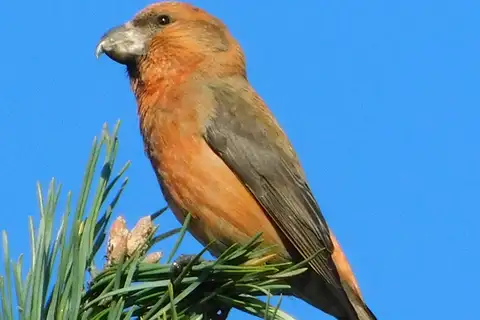 Parrot Crossbill