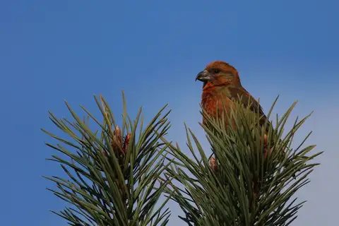 Scottish Crossbill