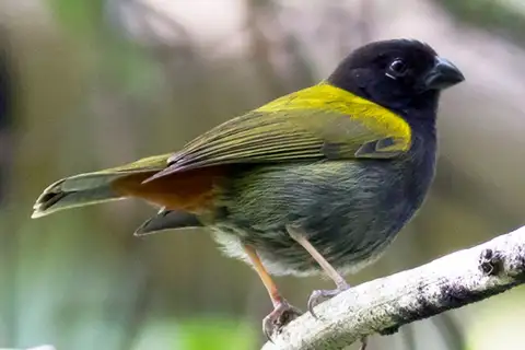 Yellow-shouldered Grassquit
