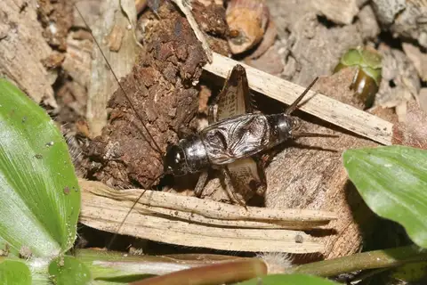 Common Small Field Cricket
