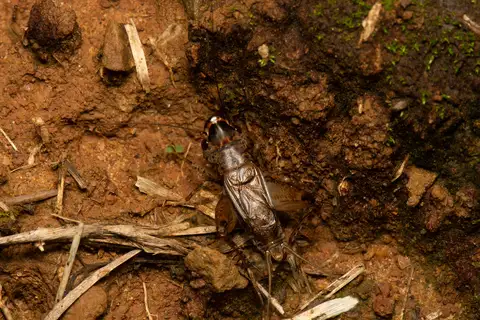 Loxoblemmus appendicularis