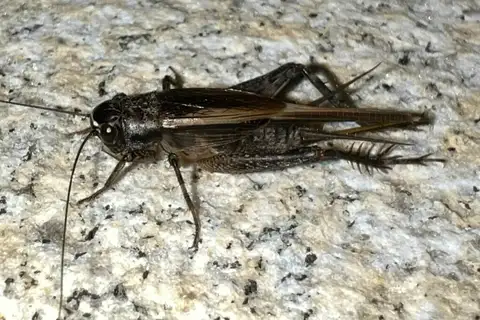 Loxoblemmus arietulus