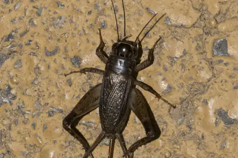 Loxoblemmus doenitzi