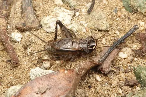 Loxoblemmus equestris