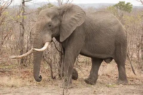 African Savanna Elephant