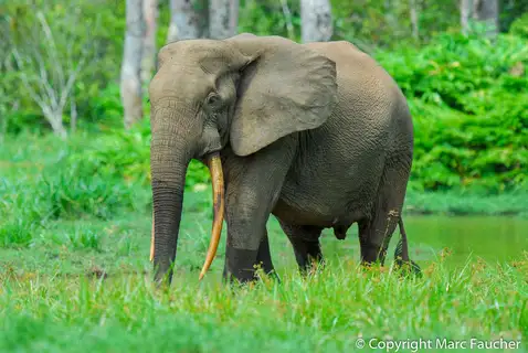 Forest Elephant