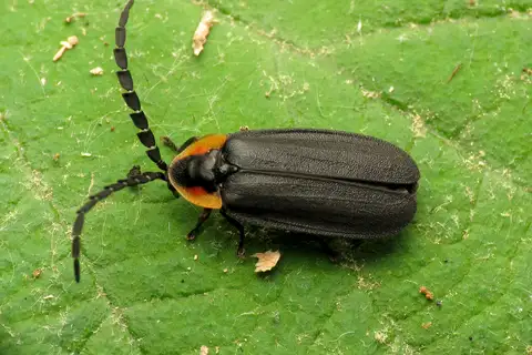 Black Firefly