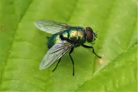Caesar Greenbottle Fly
