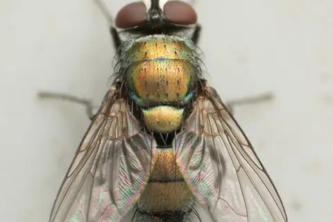 Australian Sheep Blow Fly