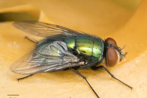 Common European Greenbottle Fly