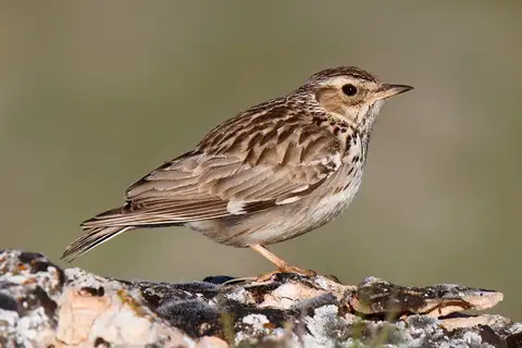 Woodlark