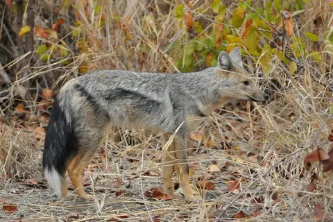 Side-striped Jackal