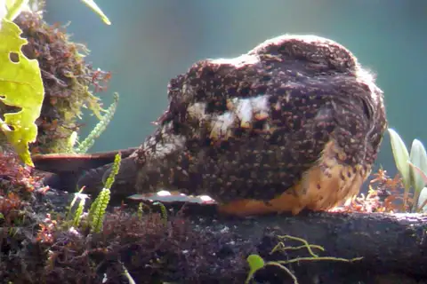Rufous-bellied Nighthawk