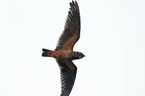Short-tailed Nighthawk