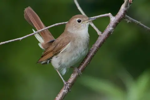 Common Nightingale