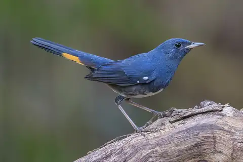 White-bellied Redstart