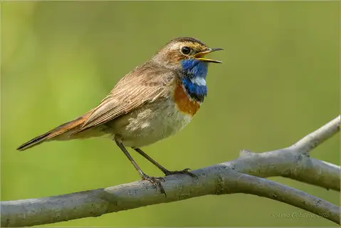 Bluethroat