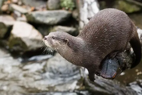 Asian Small-clawed Otter