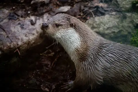 Eurasian Otter